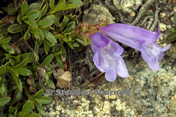 penstemon davidsonii 2 graphic